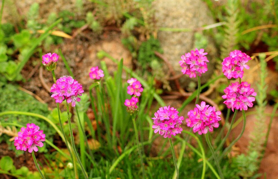 Garden flowers home garden nature