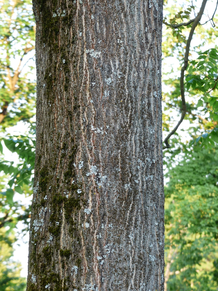 Ailanthus altissima deciduous tree ailanthus