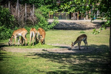 Nature herd zoo