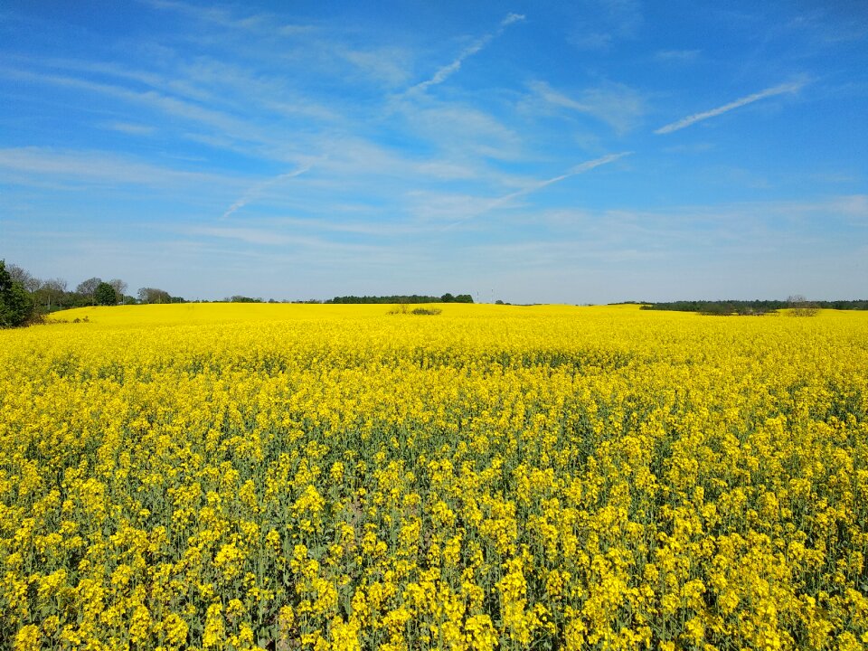 Agrofirm field landscape