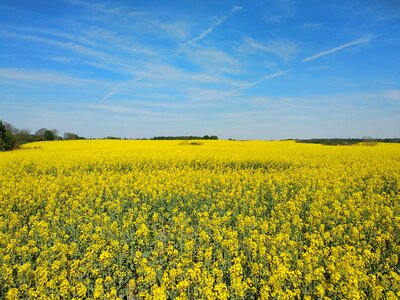 Agrofirm field landscape