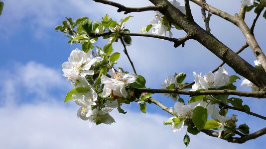 Blossom apple tree nature