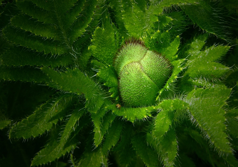 Ornamental plant green flora