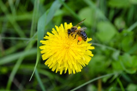 Insect yellow summer photo