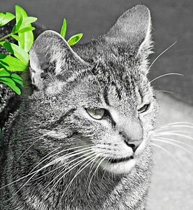 Green leaves outdoor attention