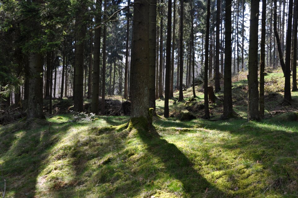 Green nature shadow
