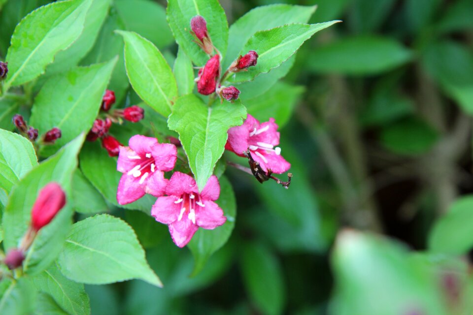 Vegelia pink flowers raspberry flowering