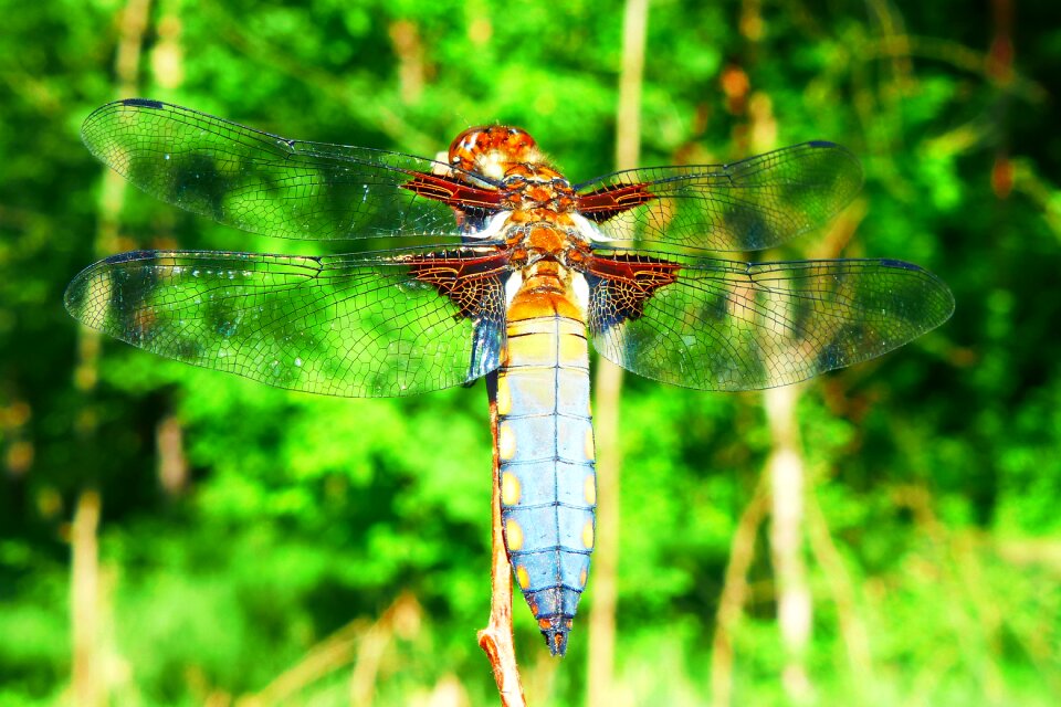 Nature dragonfly płaskobrzucha tom