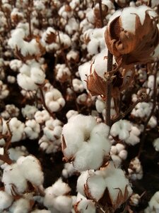 Bloom plant harvest