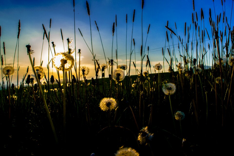 Fluff sun landscape