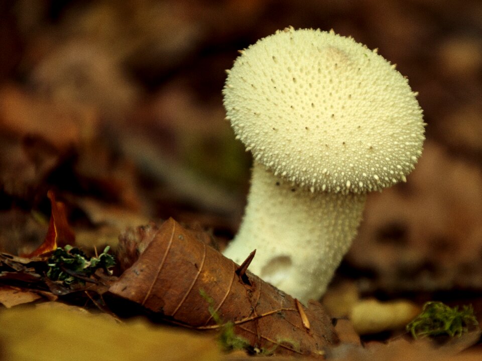 Autumn forest floor white