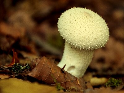 Autumn forest floor white