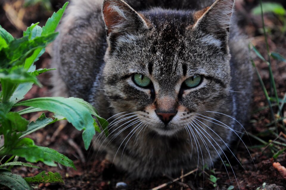 Animals sweet cat eye