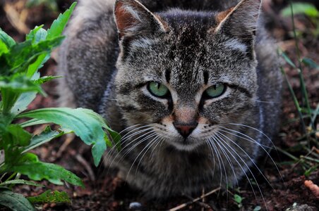 Animals sweet cat eye