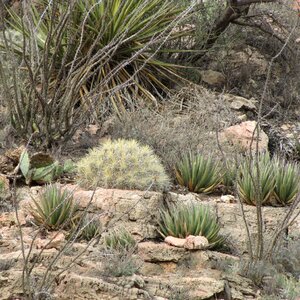 Plants landscape