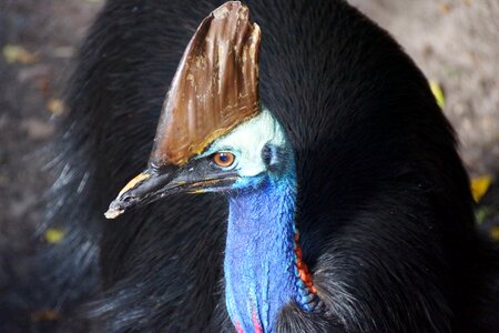 Tropical cassowary photo