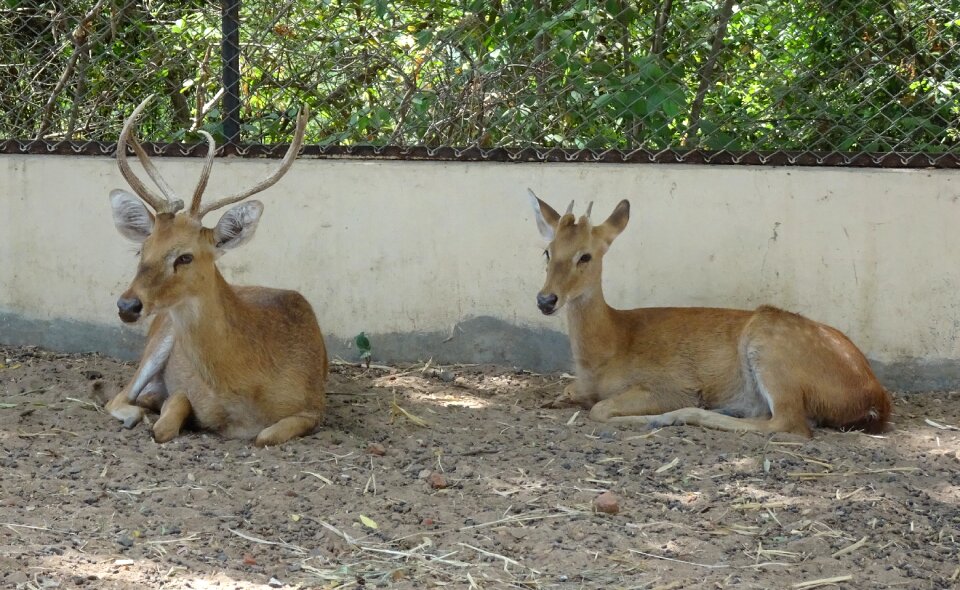 Male rucervus eldii eldii endemic