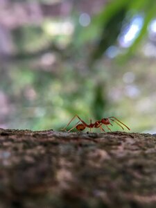 Autumn leaves ant plant