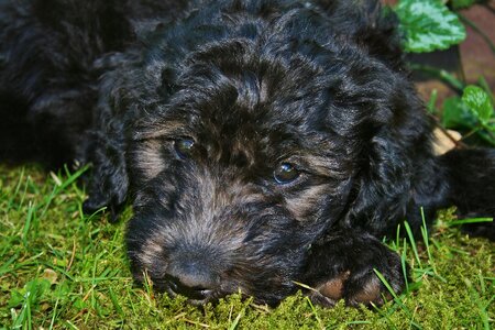 Poodle pet animal photo