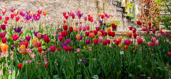 Spring flower