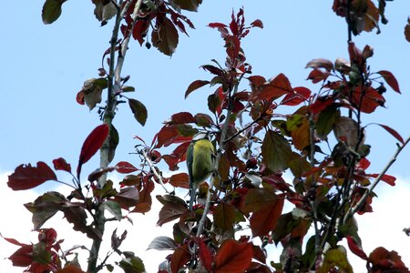 Tree branch leaf