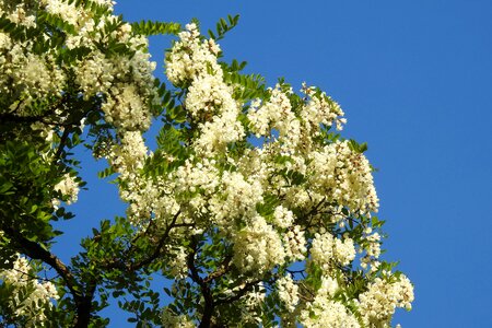 Tree plants flowering