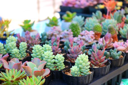 Potted plant mini potted succulents photo