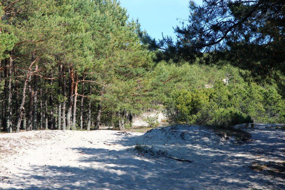 Trees summer coniferous tree