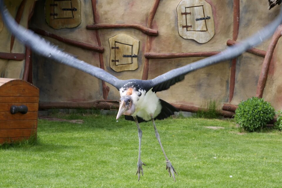 Africa flying ass eater