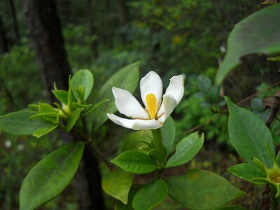Gardenia flower plant
