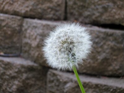 Garden flower seeds