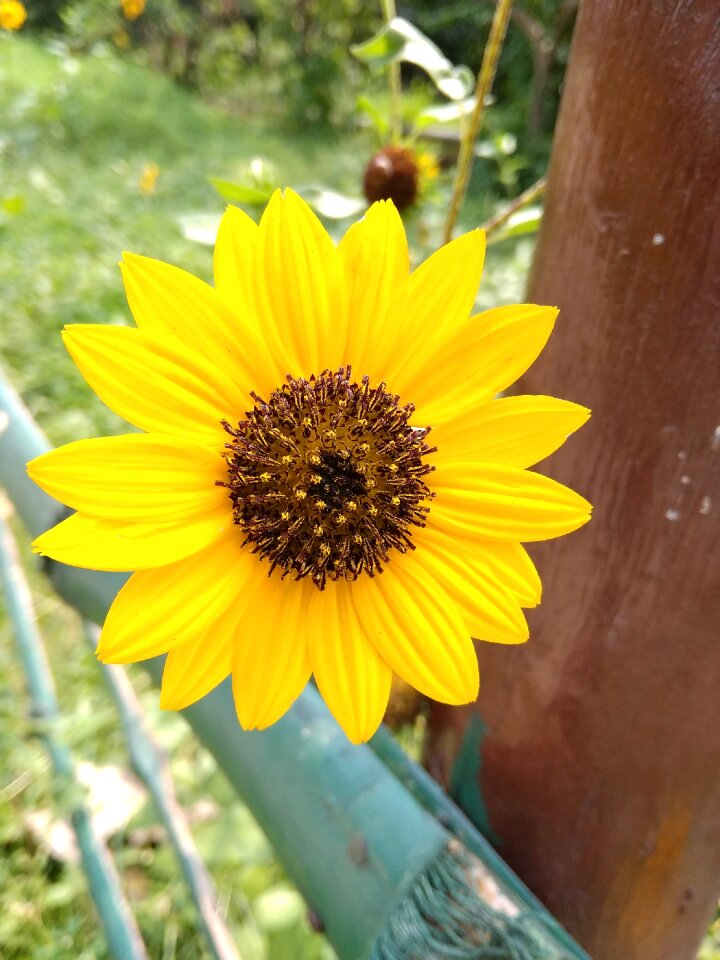 Flower nature mobile photography