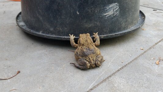 Frog gewichtsheffen garden
