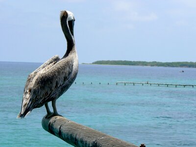 Aquarium island rosario islands