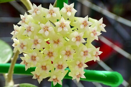 Flower hoya plant