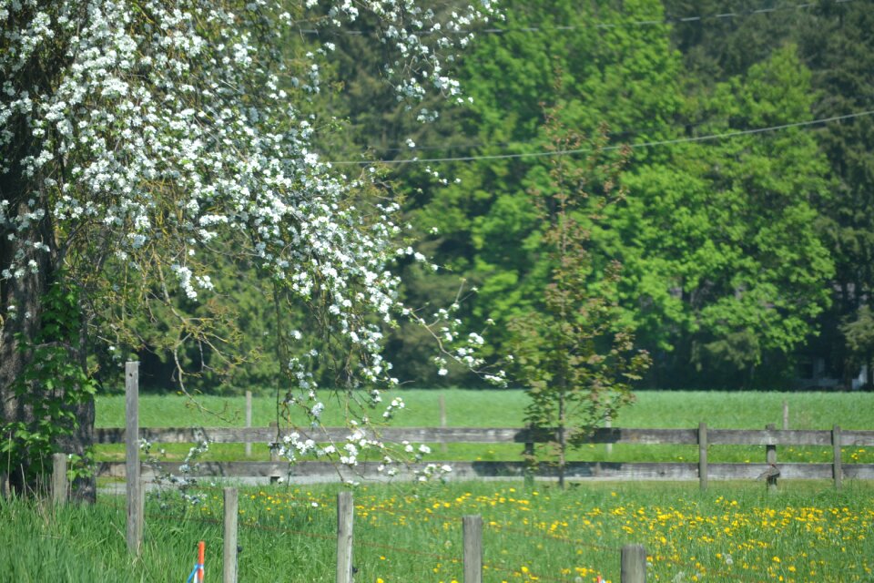 Flowers spring