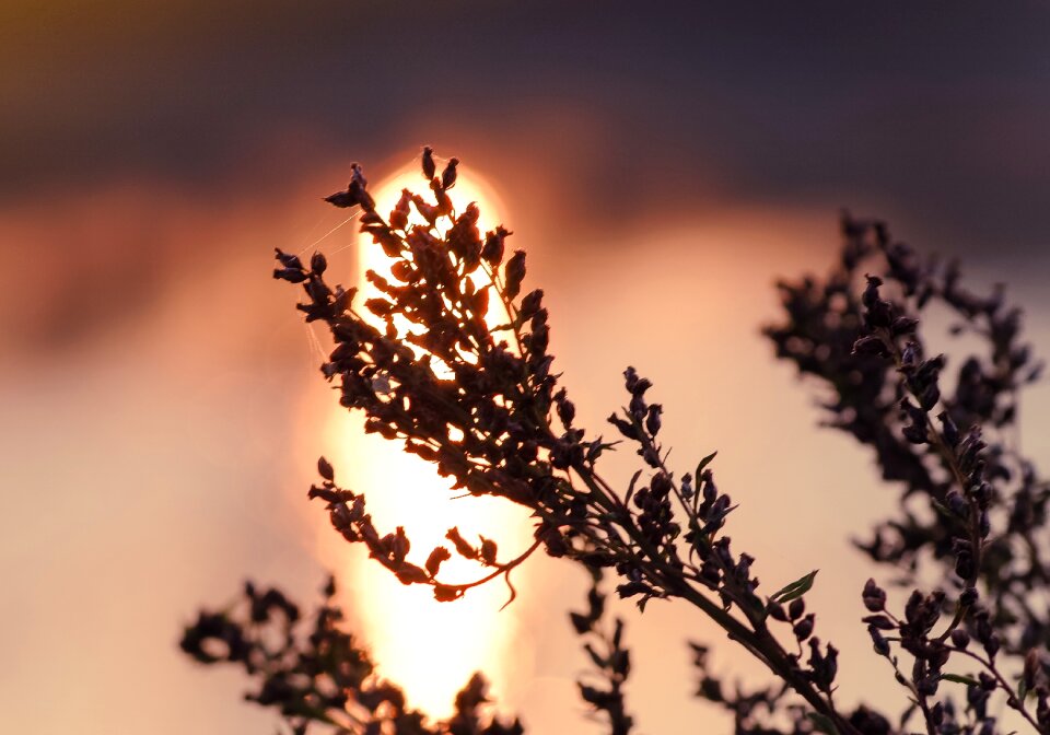 The silhouette shadow sunset