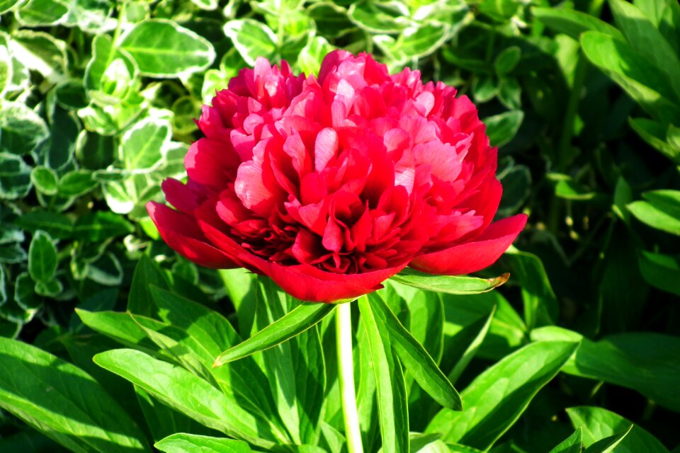 Peony spring garden