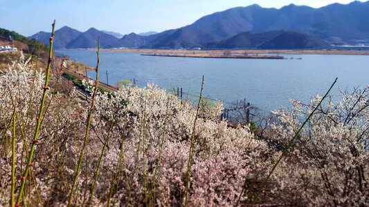 Beoc flowers spring flowers korea