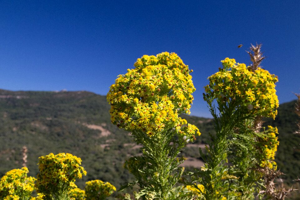 Mountain yellow bush nature