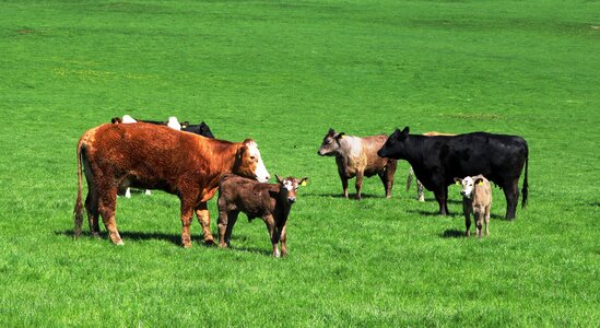 Calf bovine young
