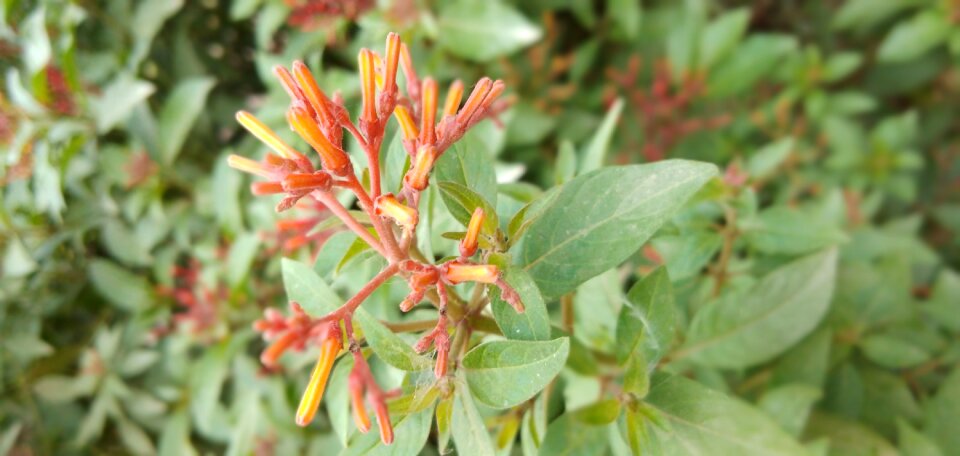 Green leaves nature plant photo