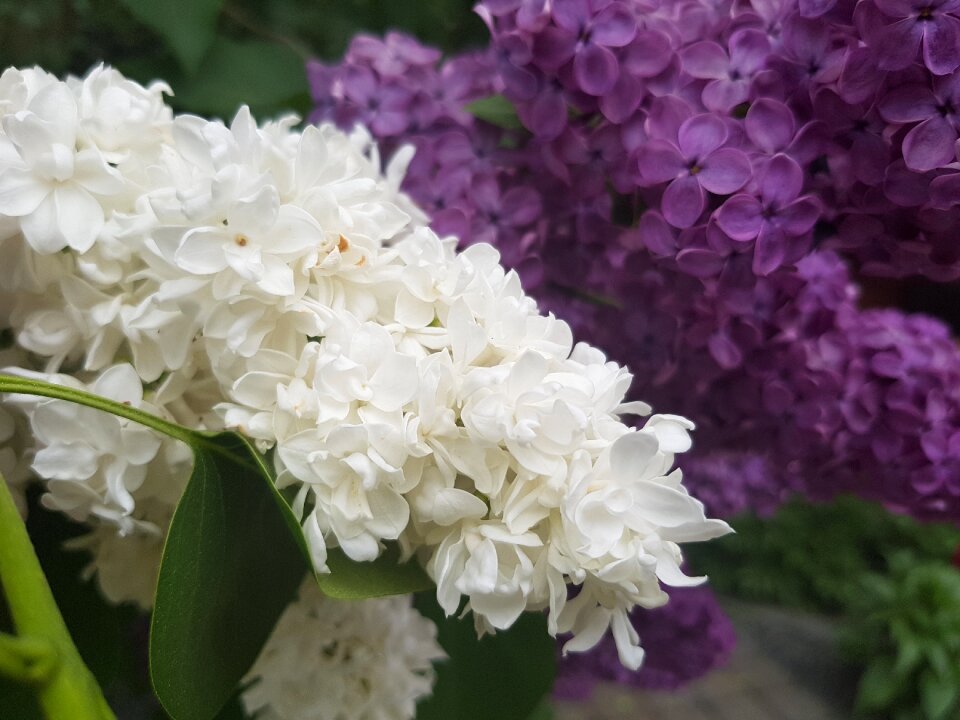 Out flowers summer