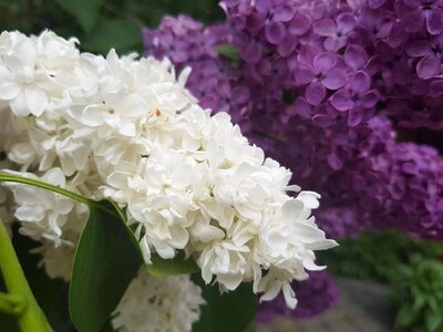 Out flowers summer