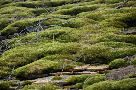 Nature roof moss