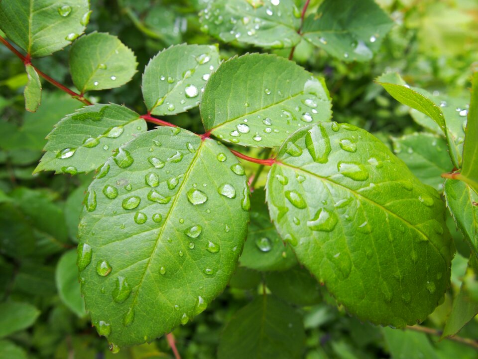 Green rain drop of water