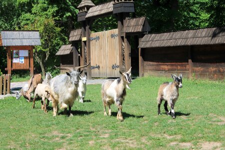 Animals pet nature