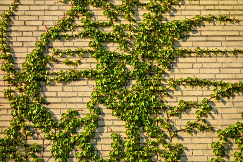 Yellow brick wall ivy ivy grown wall