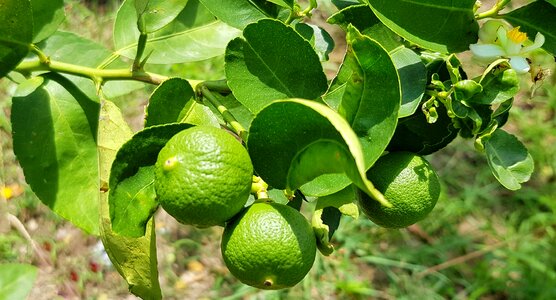 Hystrix fruit tropical
