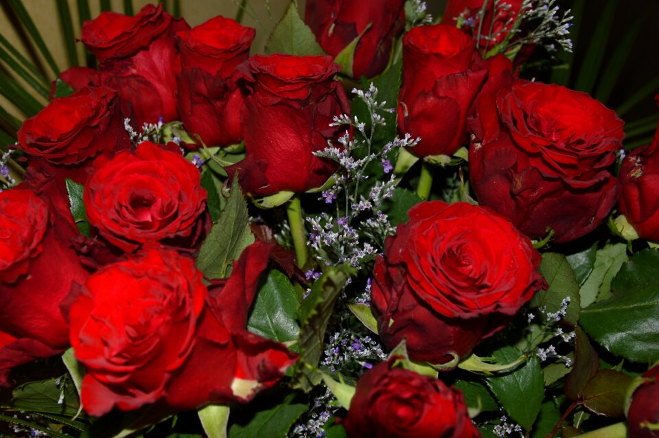 Roses strauss red